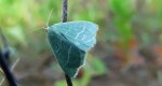 Miernik seledyniak (Chlorissa viridata)