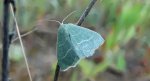 Miernik seledyniak (Chlorissa viridata)