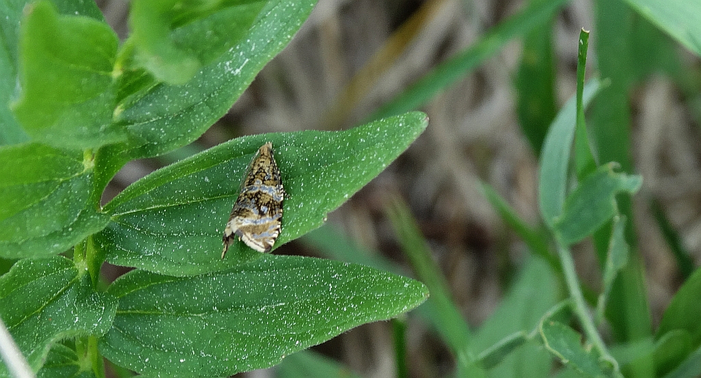 Celypha lacunana
