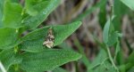 Celypha lacunana