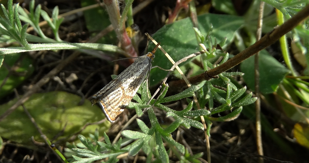 Wachlarzyk kołacznik (Thisanotia chrysonuchella)