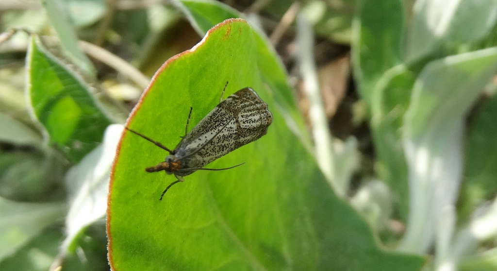 Wachlarzyk kołacznik (Thisanotia chrysonuchella)