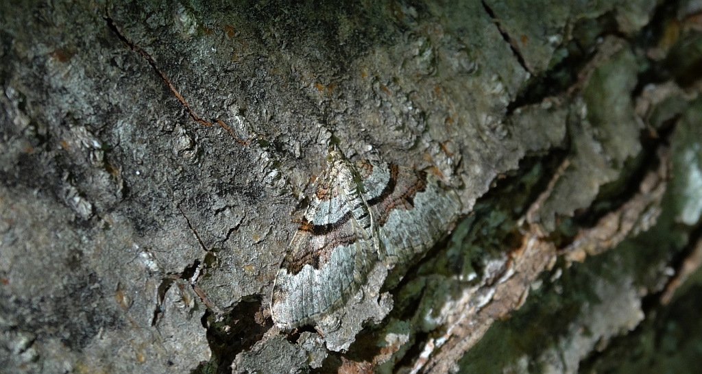 Paśnik znacznik (Xanthorhoe designata)