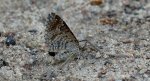 Paśnik zmiennik (Epirrhoe alternata)
