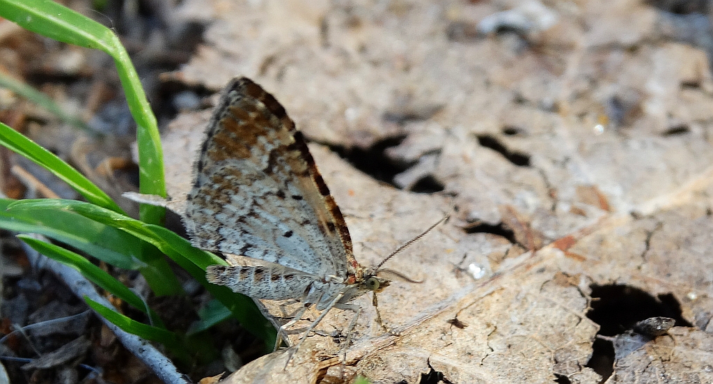 Paśnik zmiennik (Epirrhoe alternata)