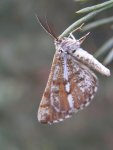 Poproch cetyniak (Bupalus piniaria)