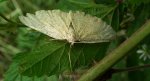 Szypleć leszczyniak (Angerona prunaria)