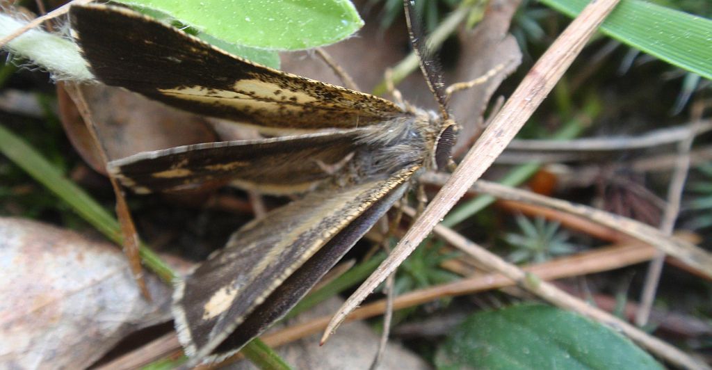 Poproch cetyniak (Bupalus piniaria)