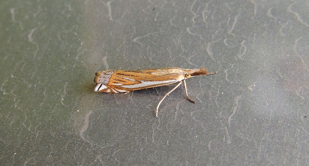 Crambus pratella
