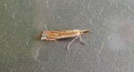 Crambus pratella