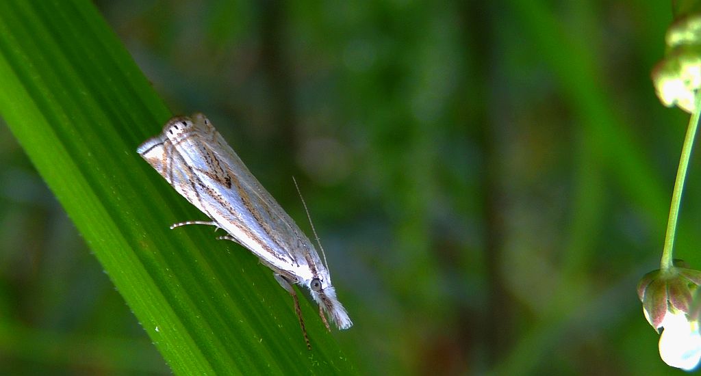 Crambus lathoniellus