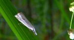 Crambus lathoniellus