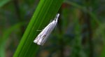 Crambus lathoniellus