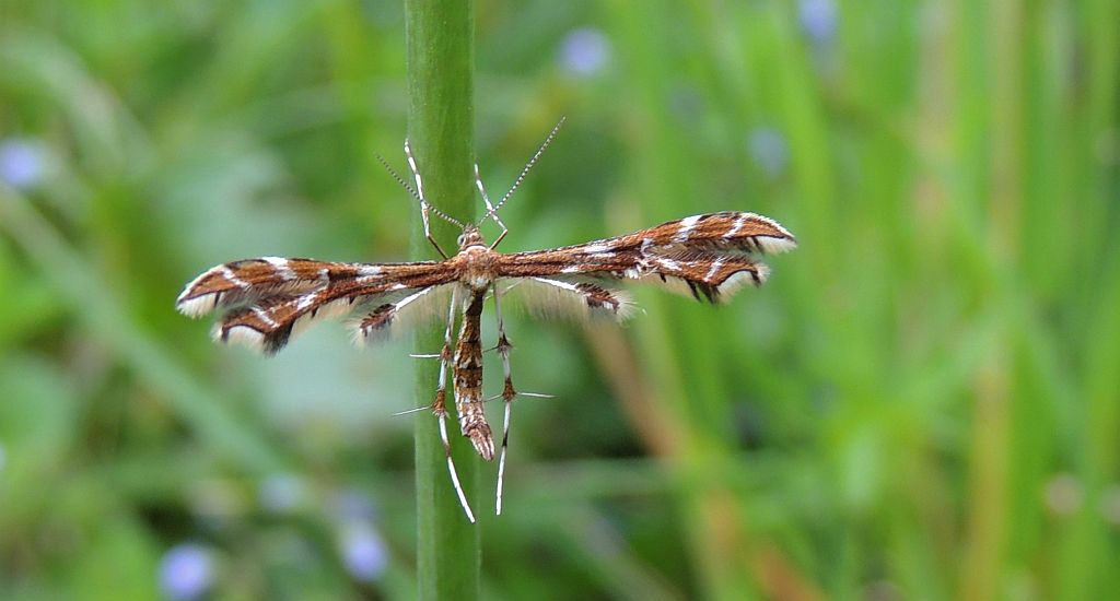 Geina didactyla