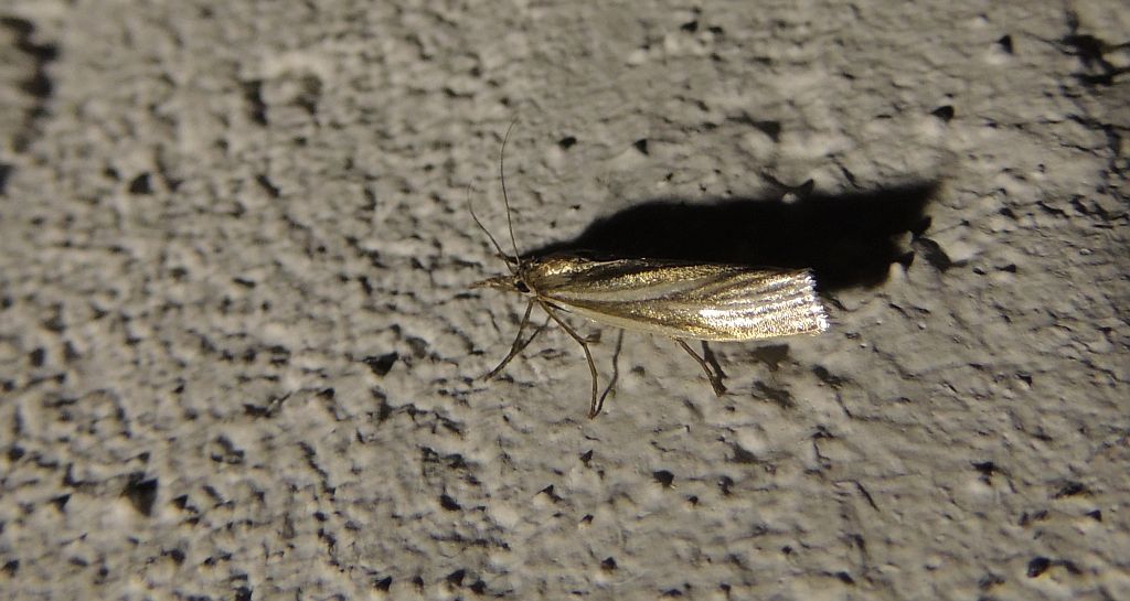 Crambus perlella