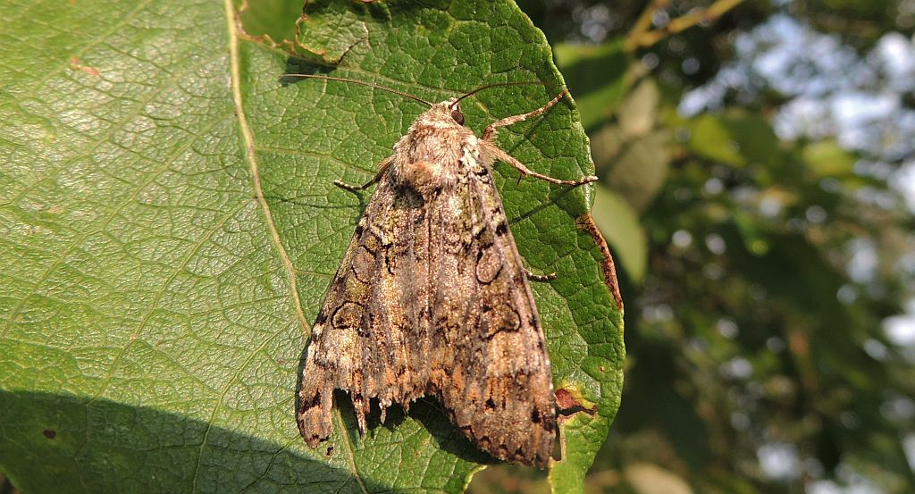 Rolnica chwastówka (Anaplectoides prasina)