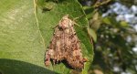 Rolnica chwastówka (Anaplectoides prasina)