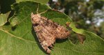 Rolnica chwastówka (Anaplectoides prasina)