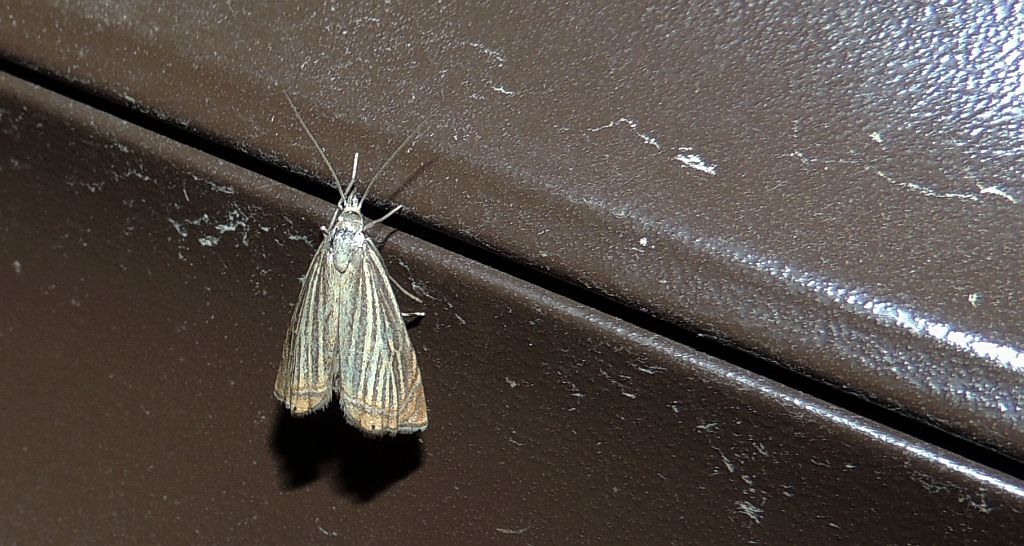 Chrysoteuchia culmella