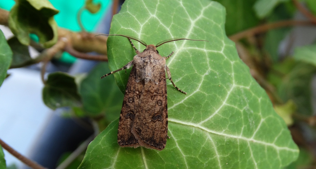 Rolnica zbożówka (Agrotis segetum)