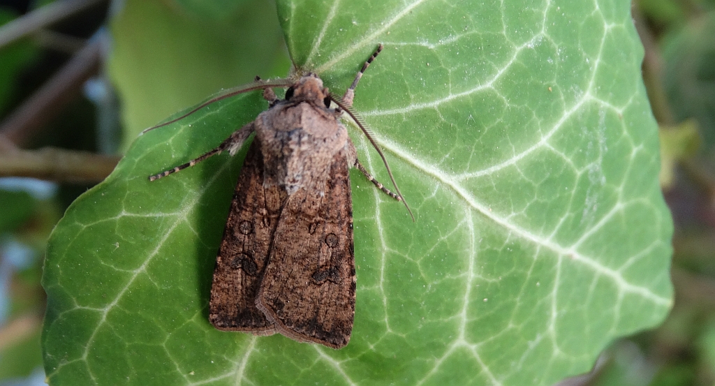 Rolnica zbożówka (Agrotis segetum)