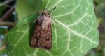 Rolnica zbożówka (Agrotis segetum)