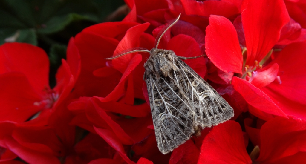 Piętnówka perzanka (Tholera decimalis)