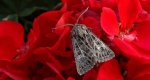 Piętnówka perzanka (Tholera decimalis)