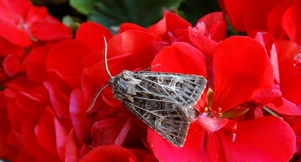 Tholera decimalis