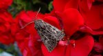 Piętnówka perzanka (Tholera decimalis)