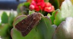 Rolnica znakówka (Xestia xanthographa)