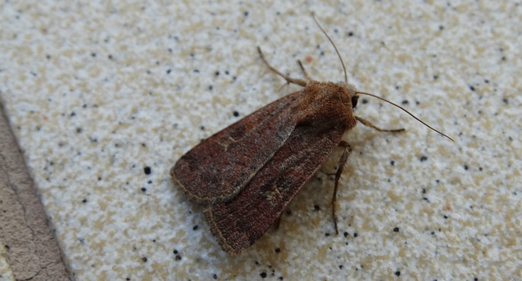 Rolnica znakówka (Xestia xanthographa)