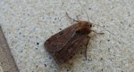 Rolnica znakówka (Xestia xanthographa)