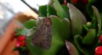 Rolnica znakówka (Xestia xanthographa)