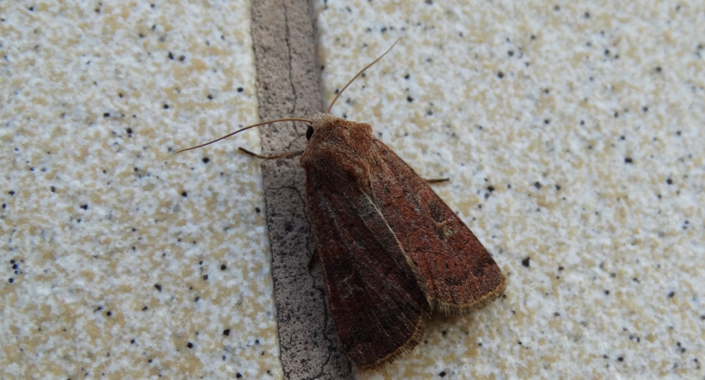 Rolnica znakówka (Xestia xanthographa)