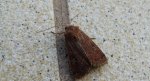 Rolnica znakówka (Xestia xanthographa)
