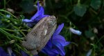 Rolnica tasiemka (Noctua pronuba)