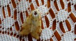 Morka wierzbówka (Xanthia icteritia)