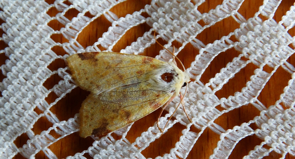 Morka wierzbówka (Xanthia icteritia)