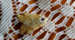 Morka wierzbówka (Xanthia icteritia)
