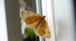 Paśnik goździeniak (Camptogramma bilineata)