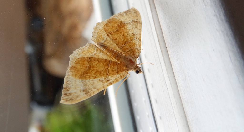Paśnik goździeniak (Camptogramma bilineata)