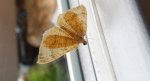 Paśnik goździeniak (Camptogramma bilineata)