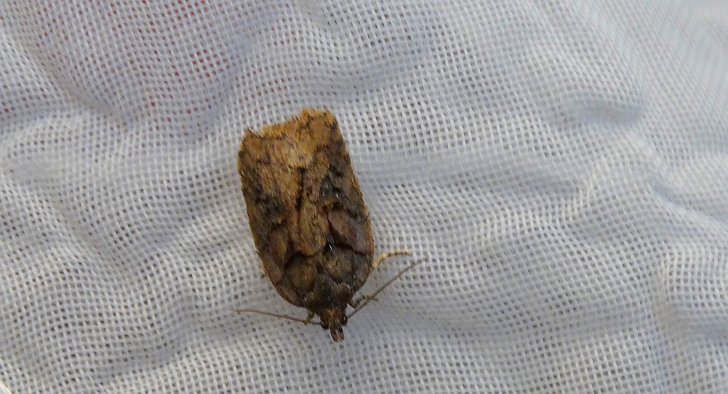 Acleris maccana