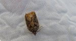 Acleris maccana