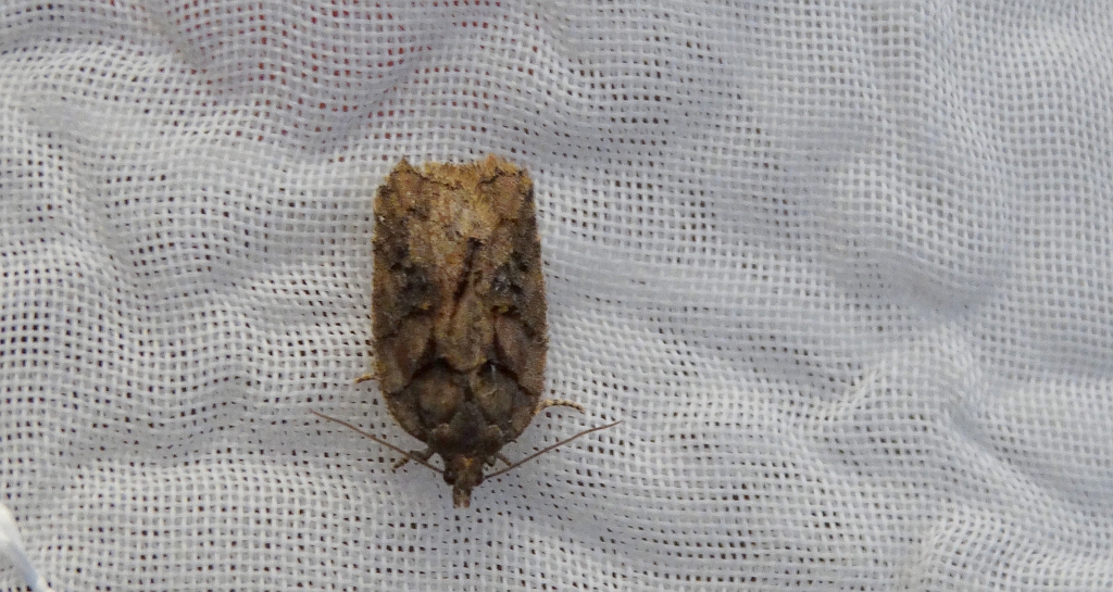 Acleris maccana