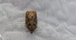 Acleris maccana