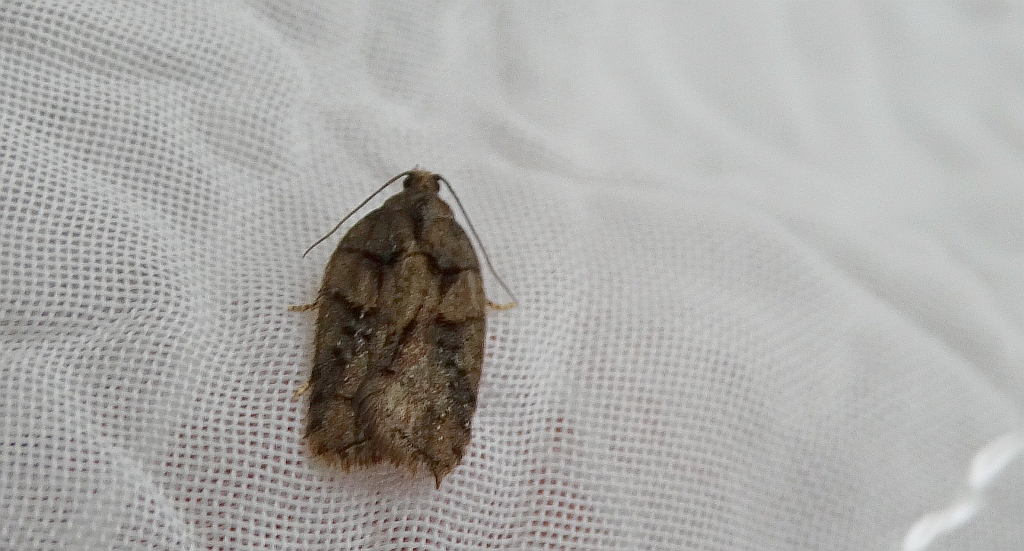 Acleris maccana
