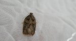 Acleris maccana