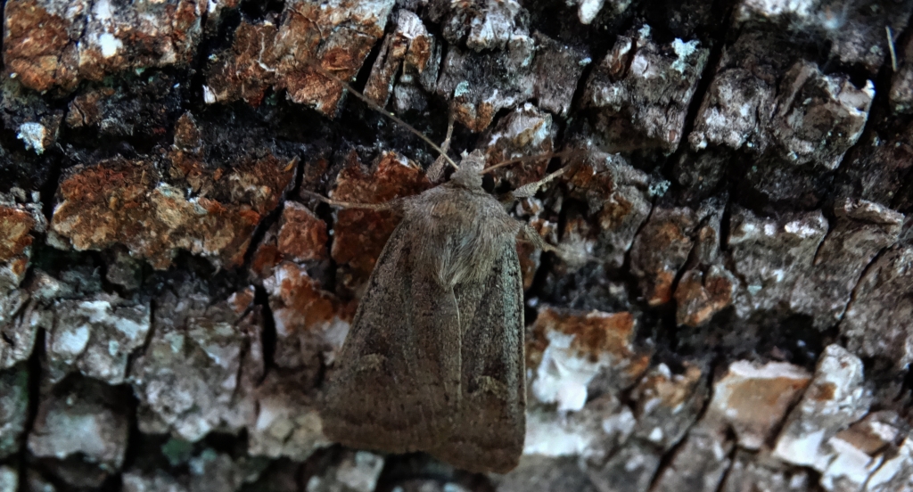 Rolnica znakówka (Xestia xanthographa)